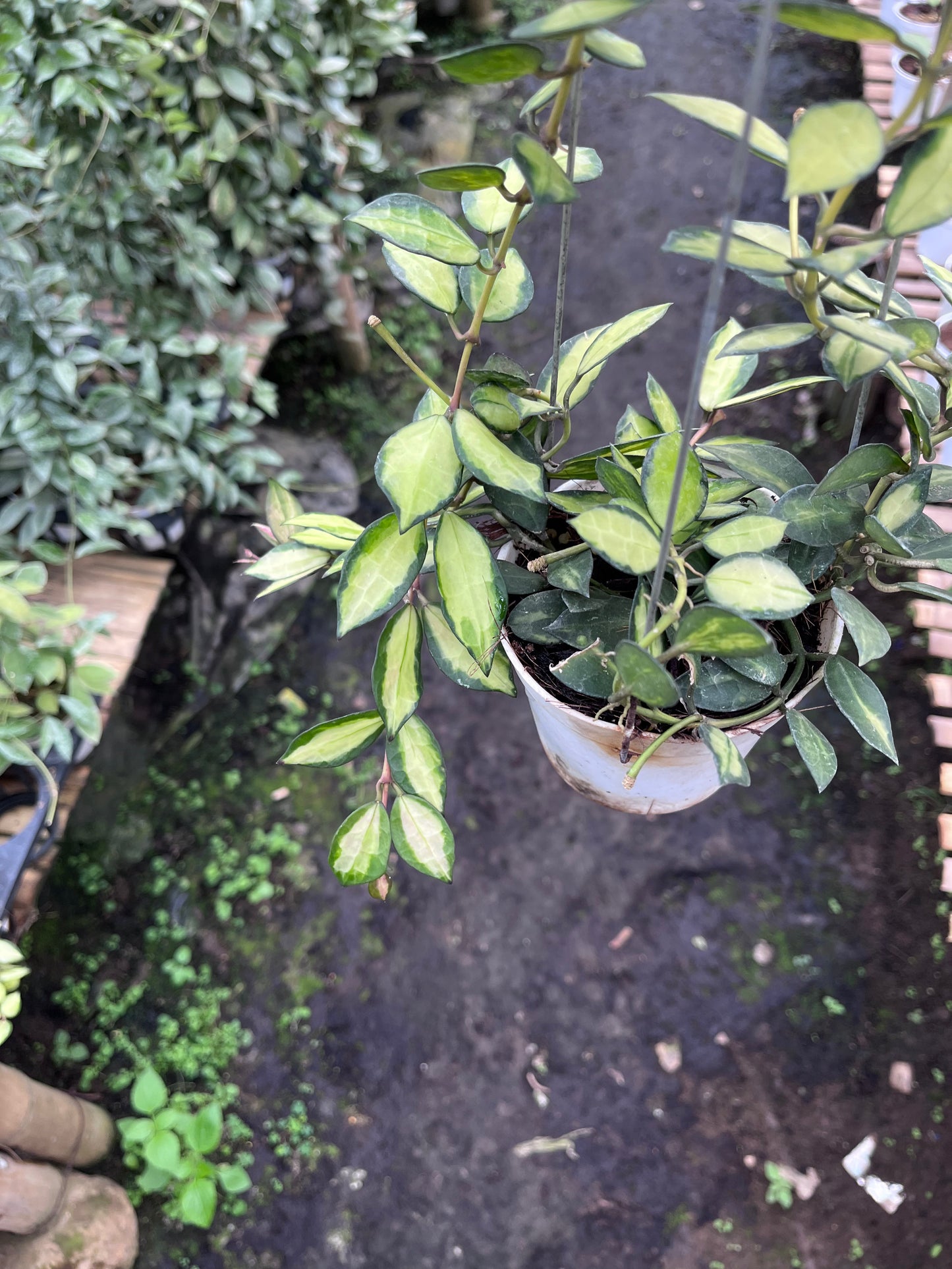 Hoya Lacunosa Midori