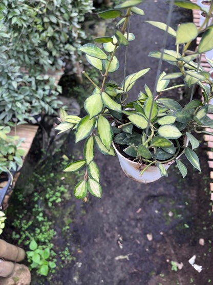 Hoya Lacunosa Midori