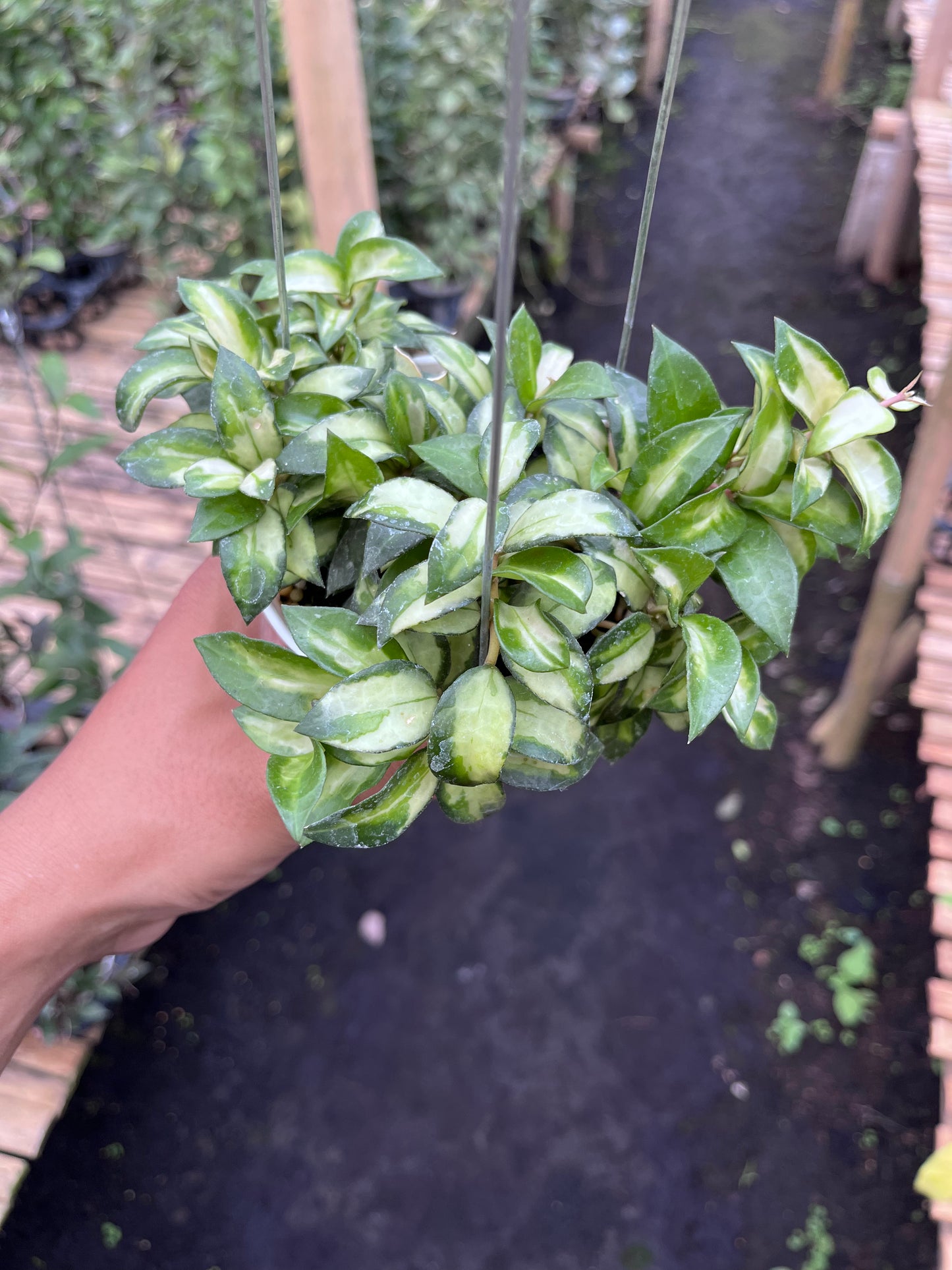 Hoya Lacunosa Bruno