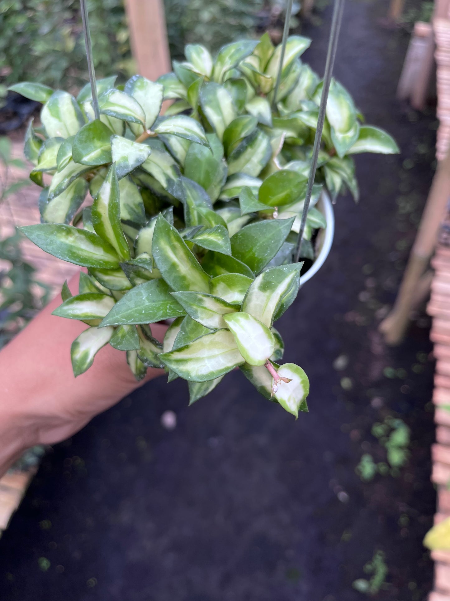 Hoya Lacunosa Bruno