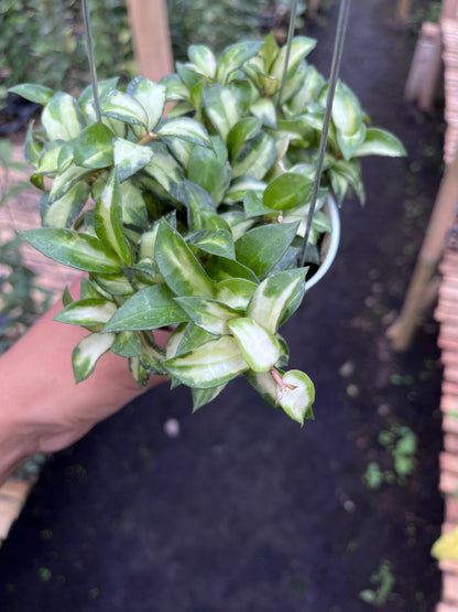 Hoya Lacunosa Bruno