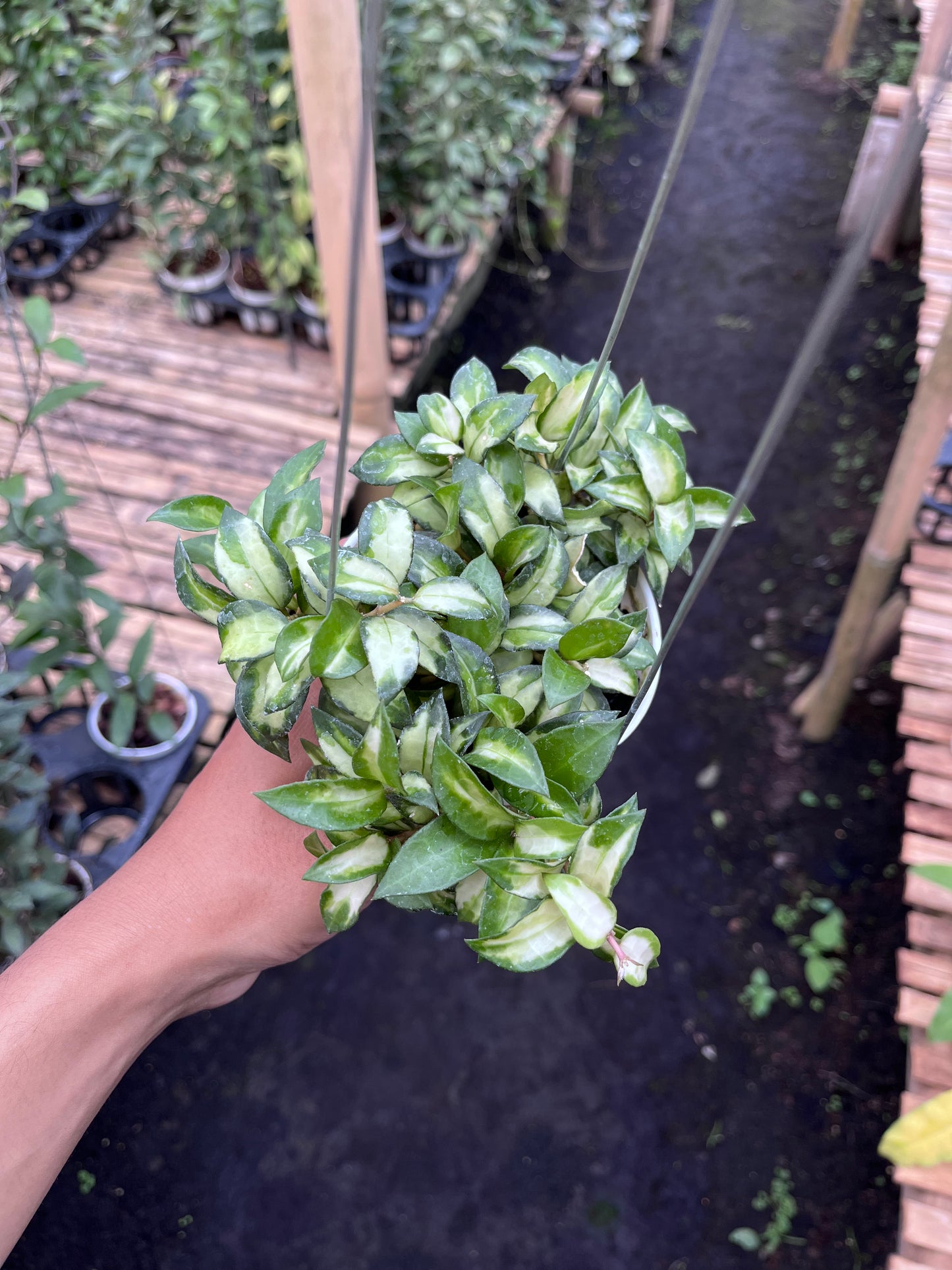Hoya Lacunosa Bruno