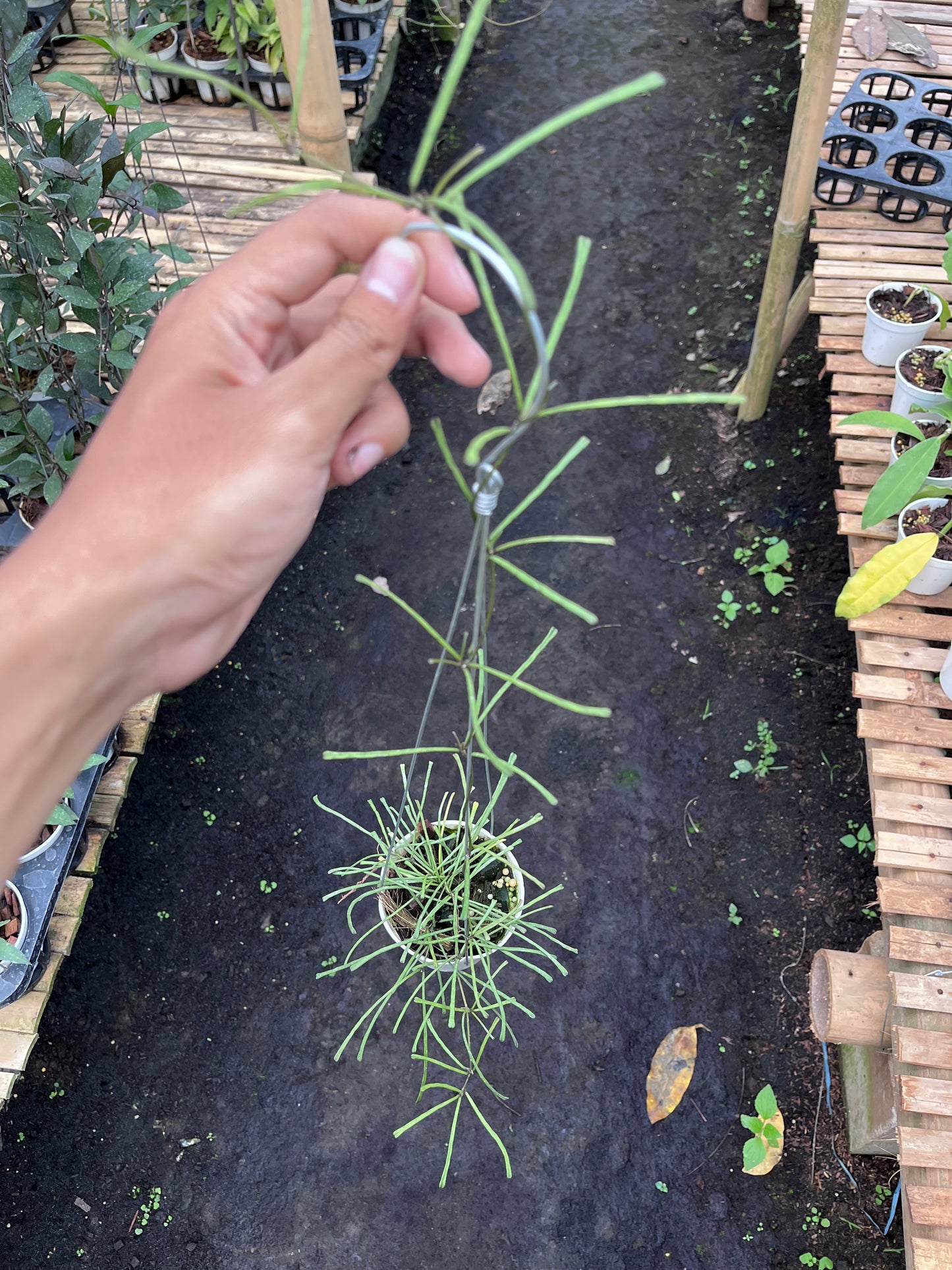 Hoya Retusa