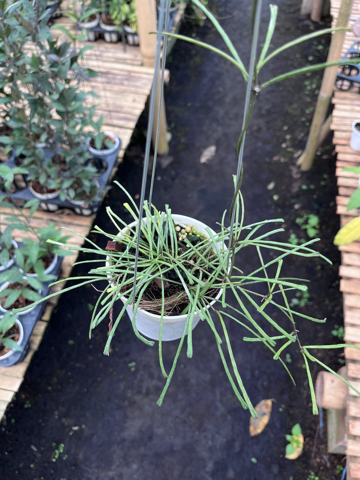 Hoya Retusa