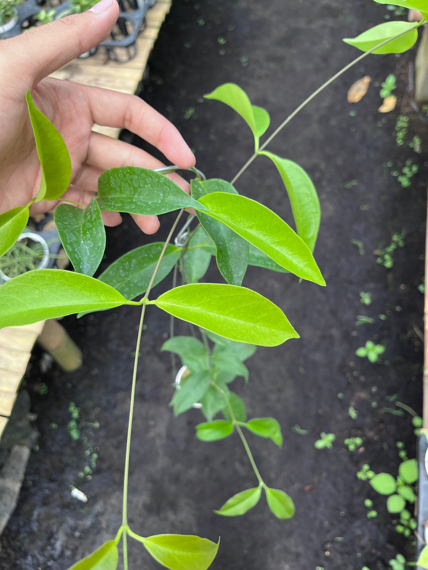 Hoya Chloroleuca