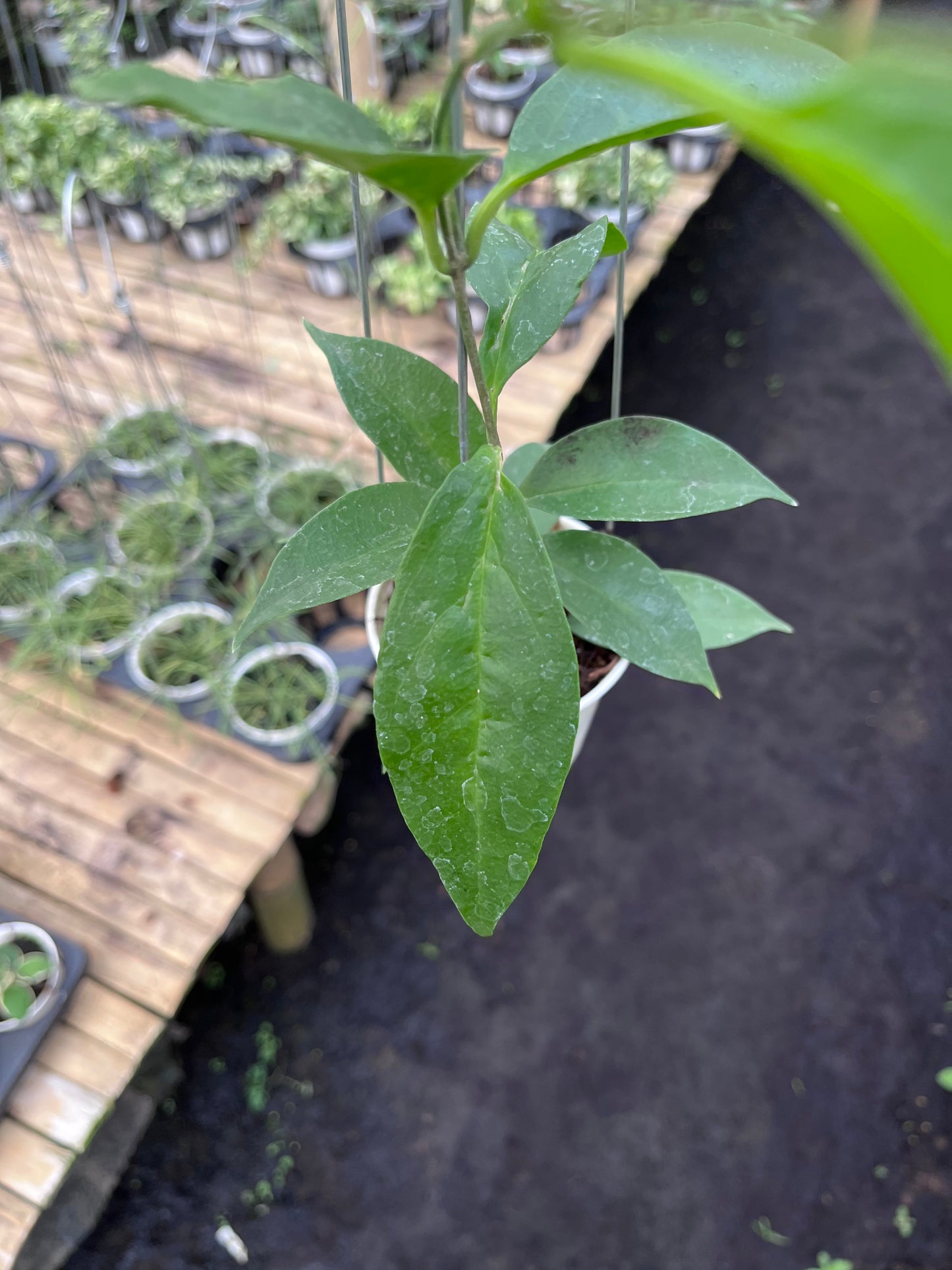 Hoya Chloroleuca