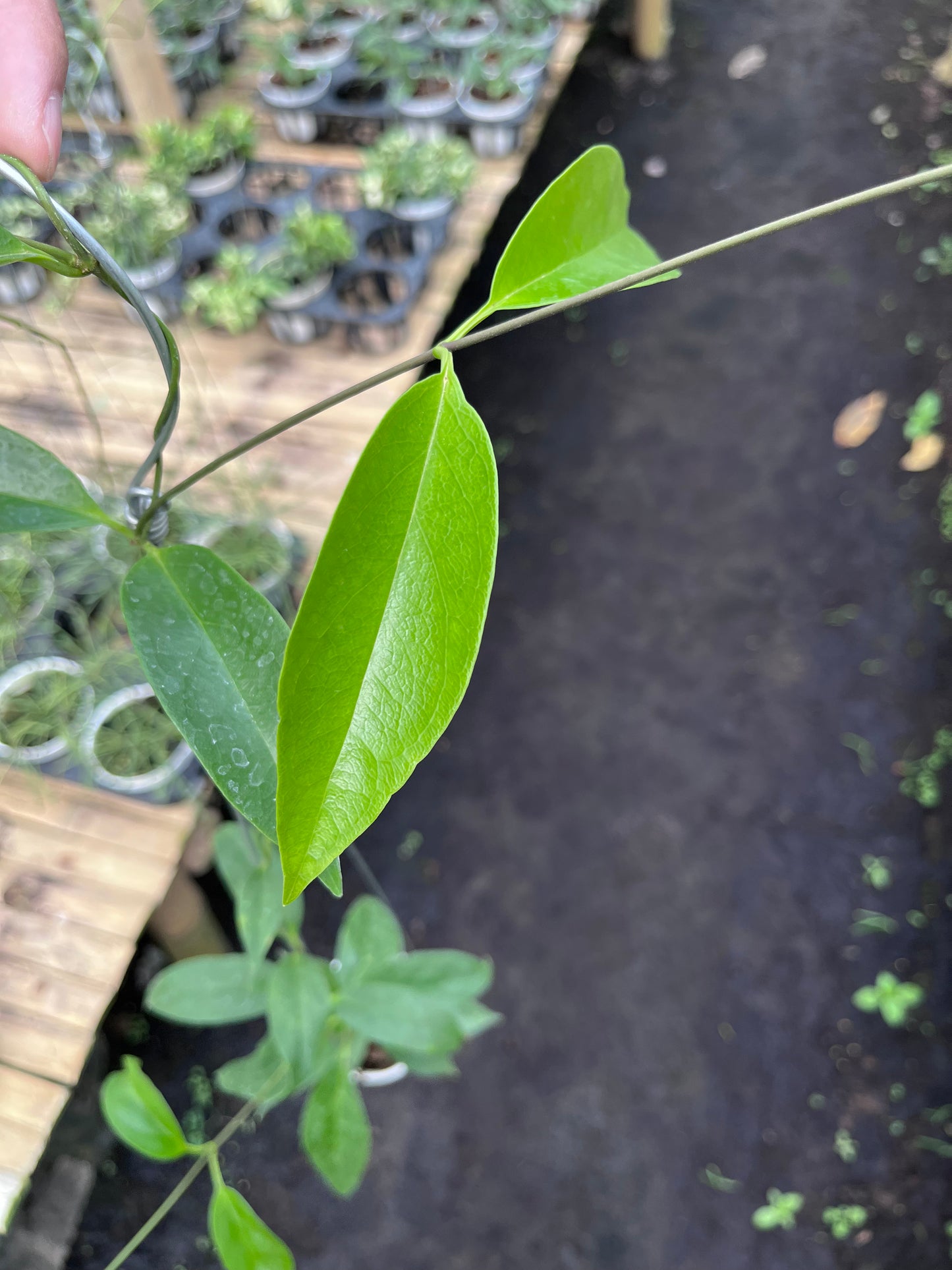 Hoya Chloroleuca