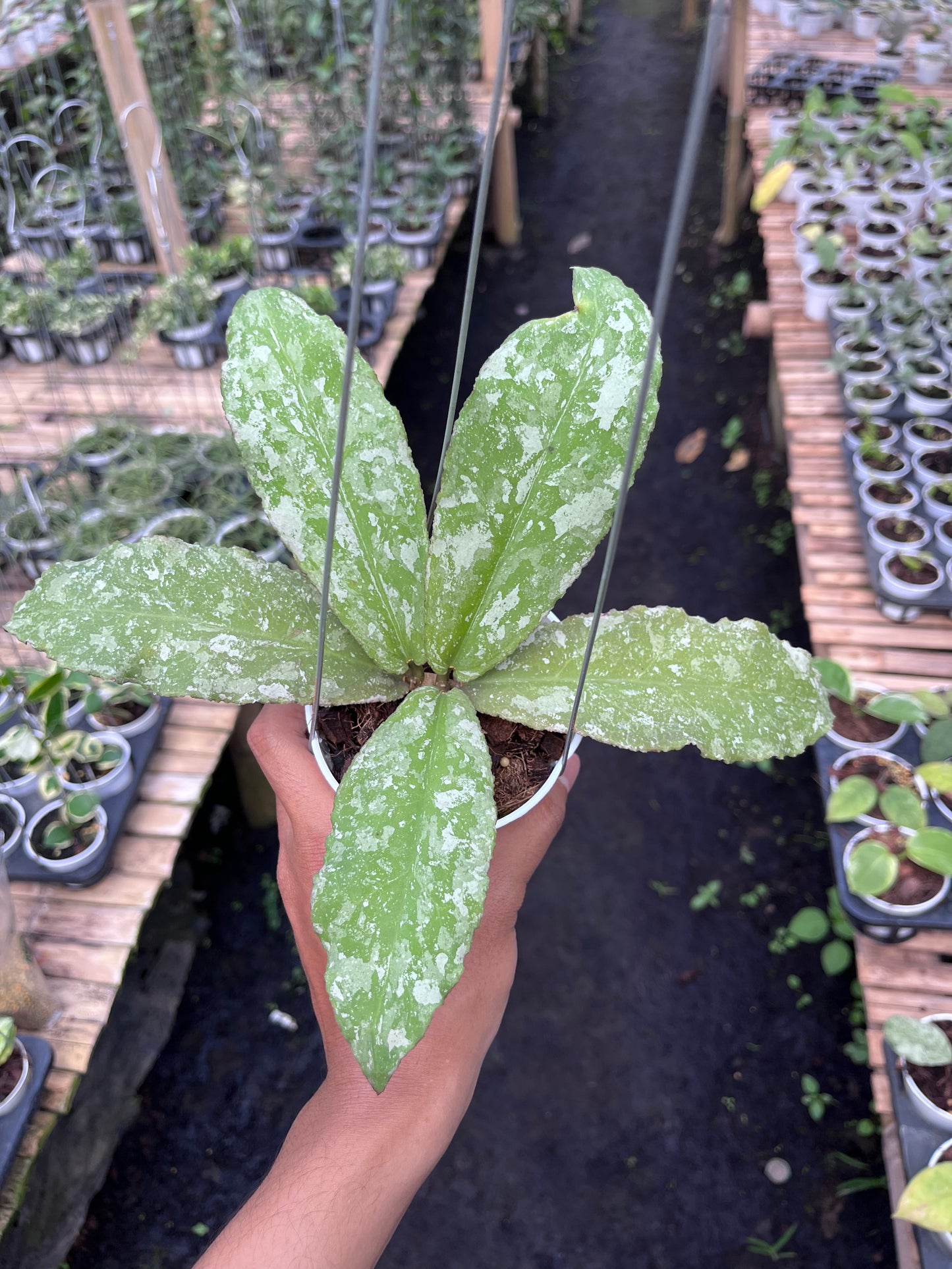 Hoya Undulata Army