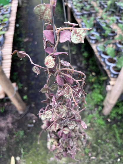 Hoya Curtisi Red