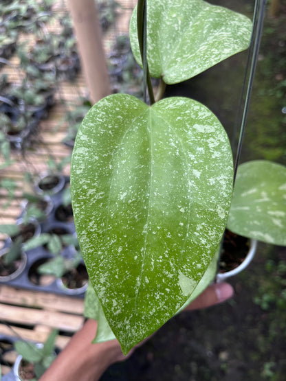 Hoya Glabra High Splash