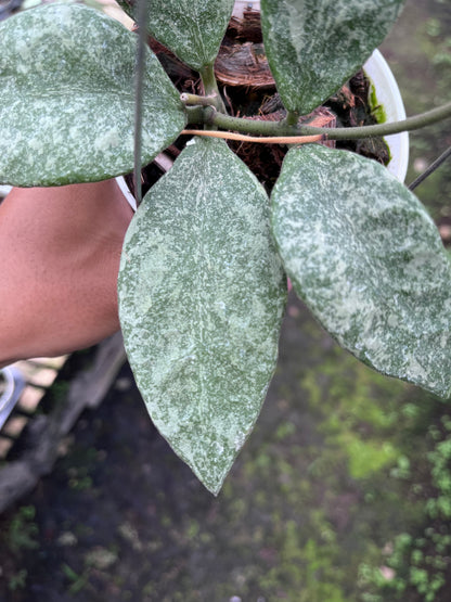 Hoya Rundumensis High Splash