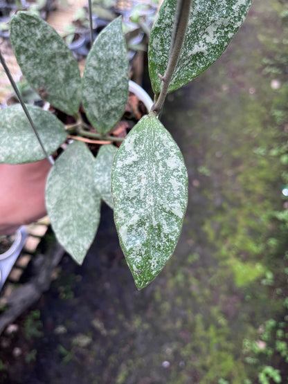 Hoya Rundumensis High Splash