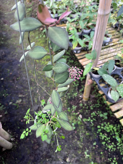 Hoya Ds-70