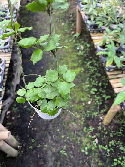Hoya Endauensis