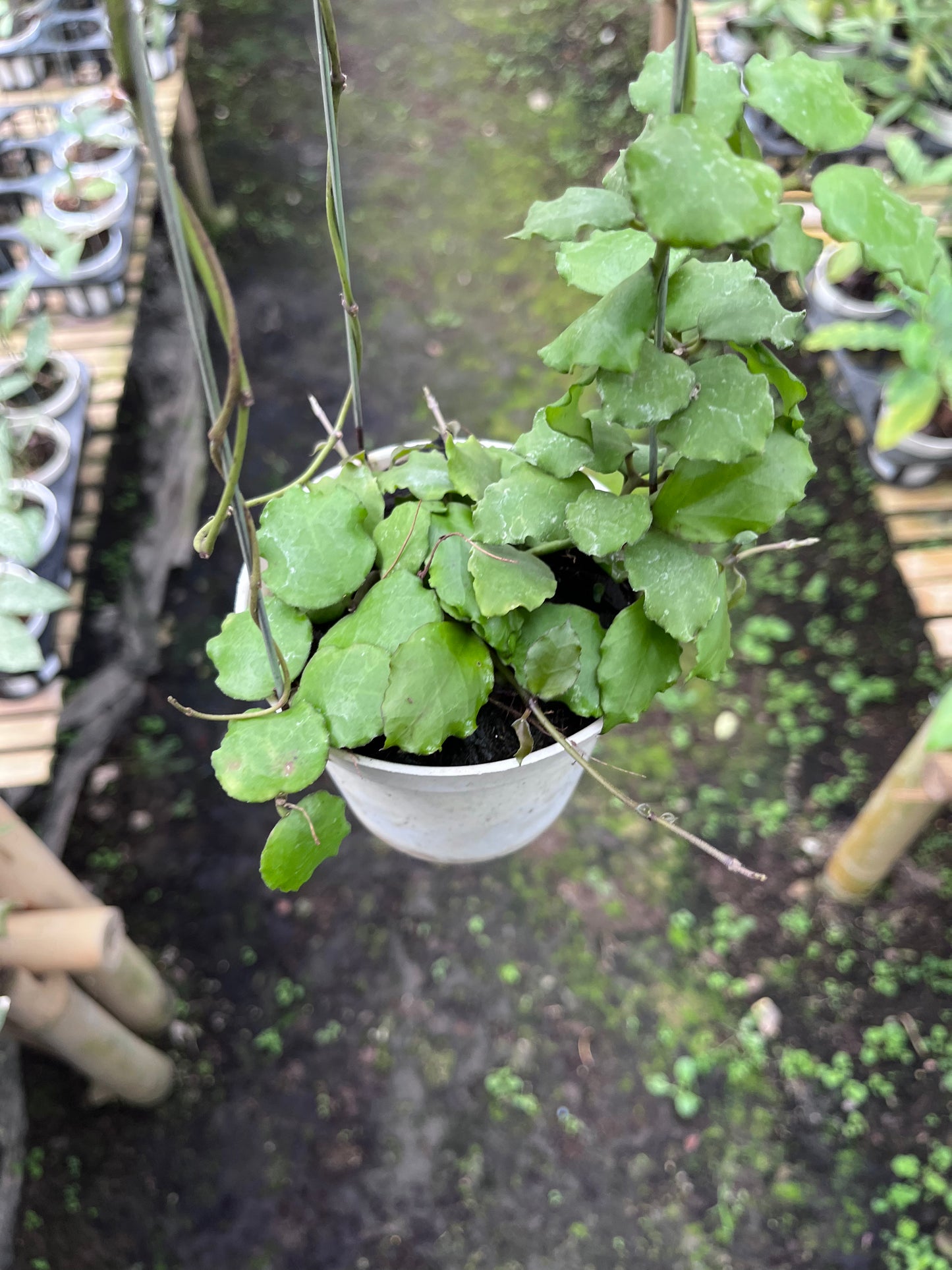 Hoya Endauensis