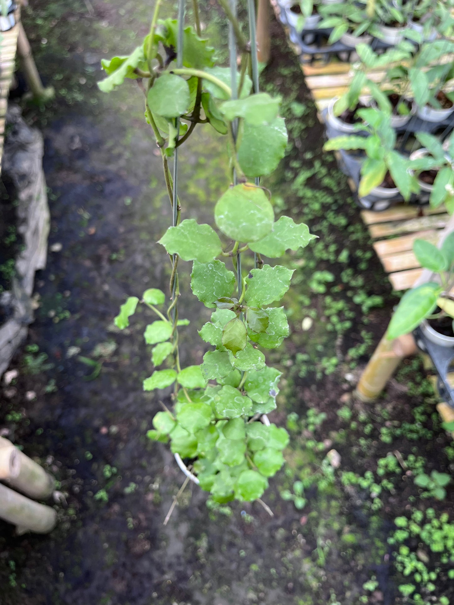 Hoya Endauensis