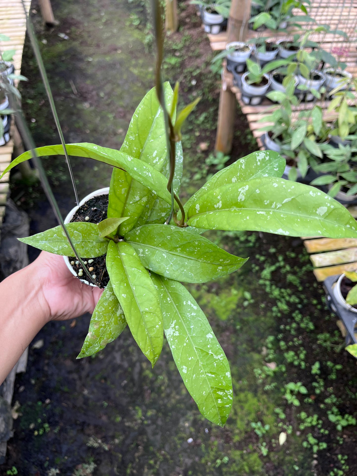 Hoya Sp Aceh Enma