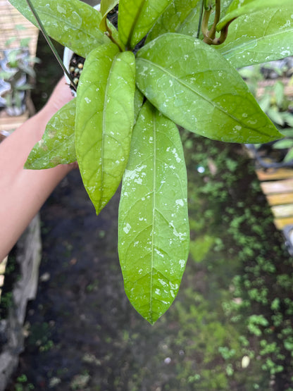 Hoya Sp Aceh Enma