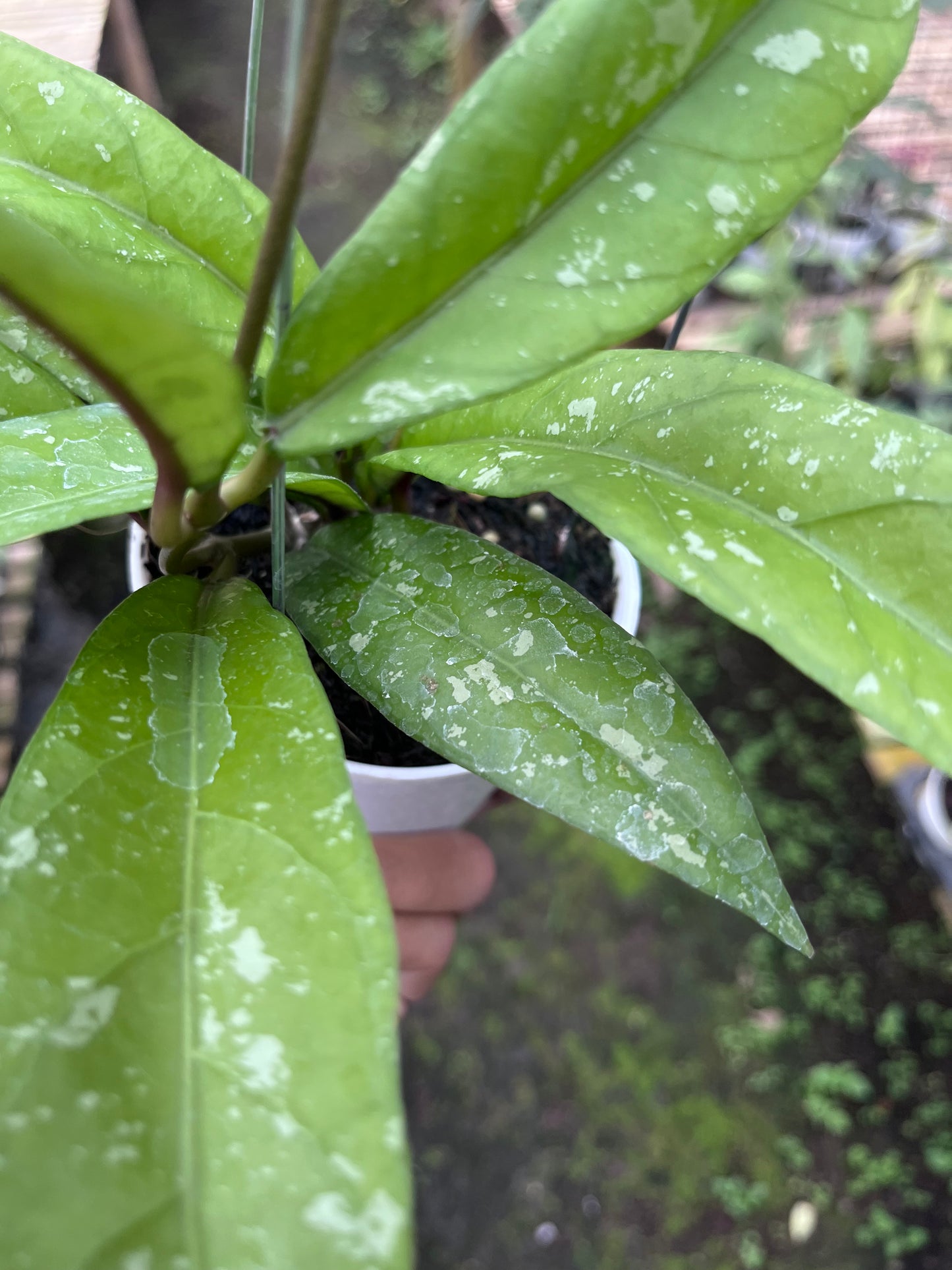 Hoya Sp Aceh Enma