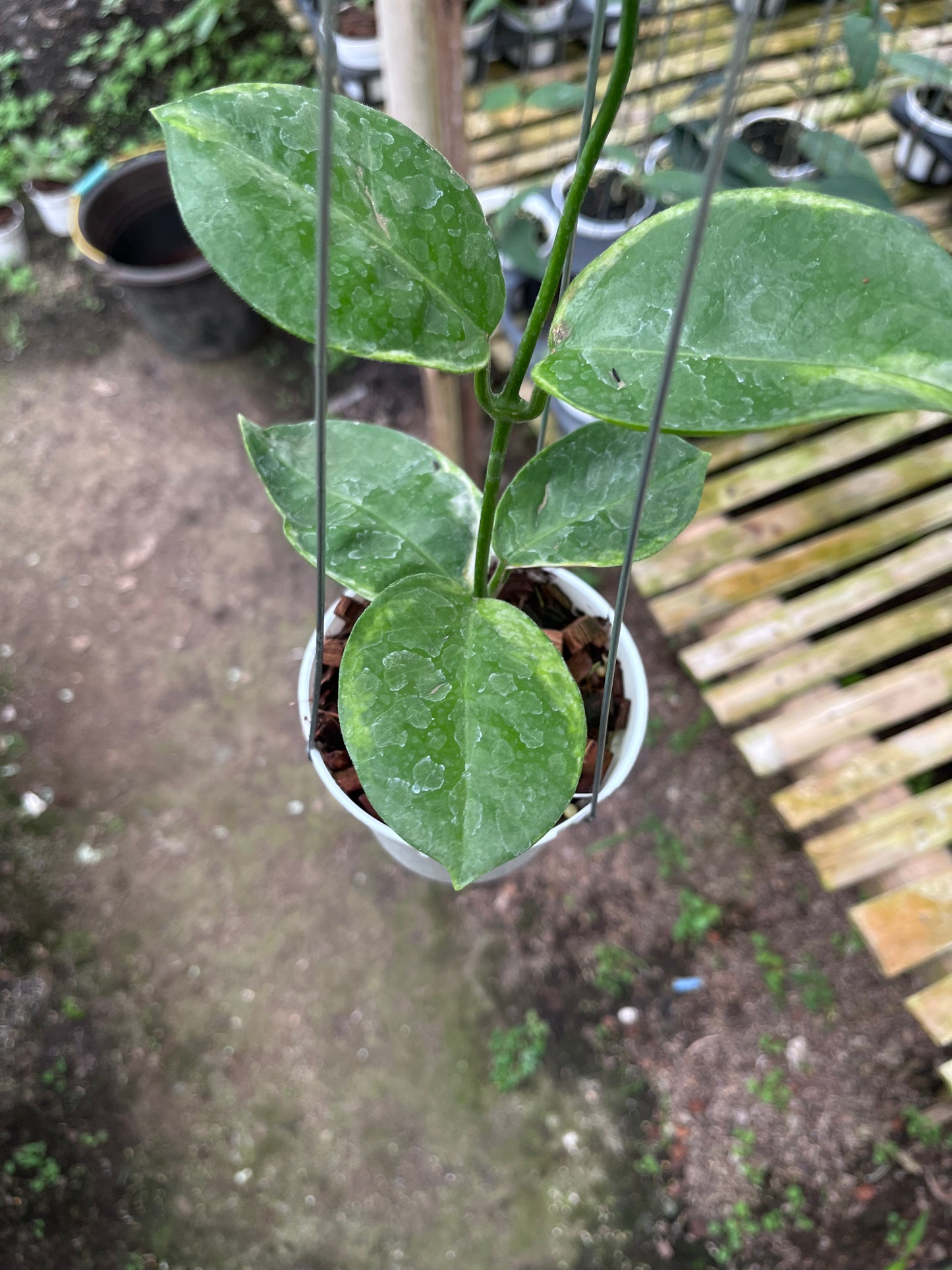 Hoya Australis Albo