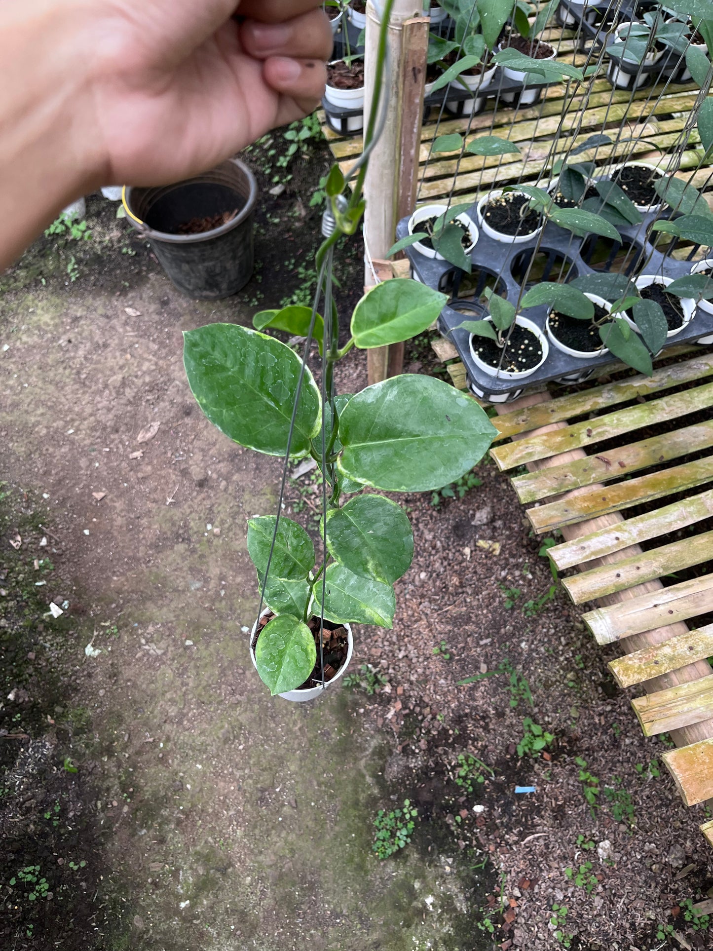 Hoya Australis Albo