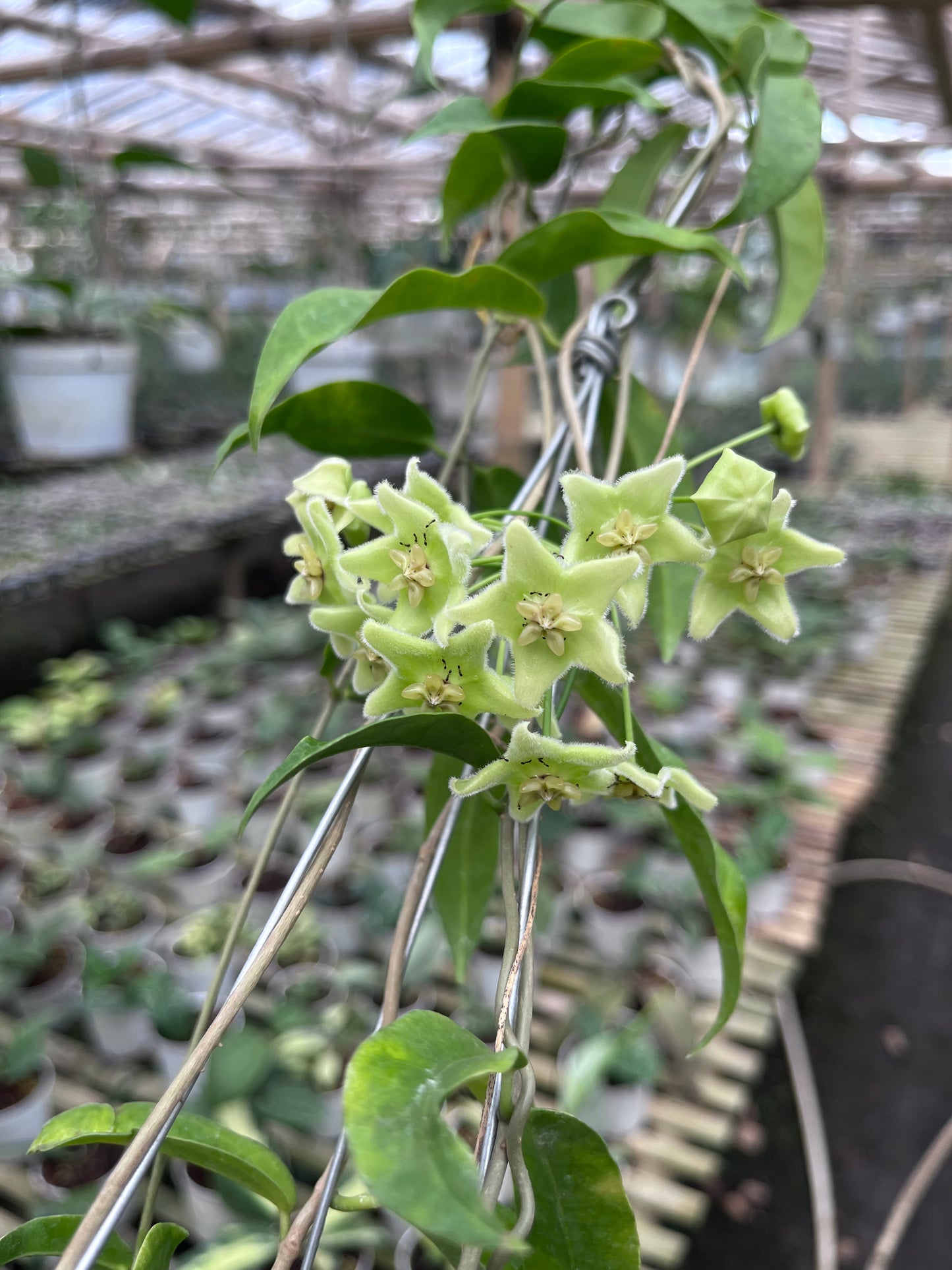 Hoya Chlorantha