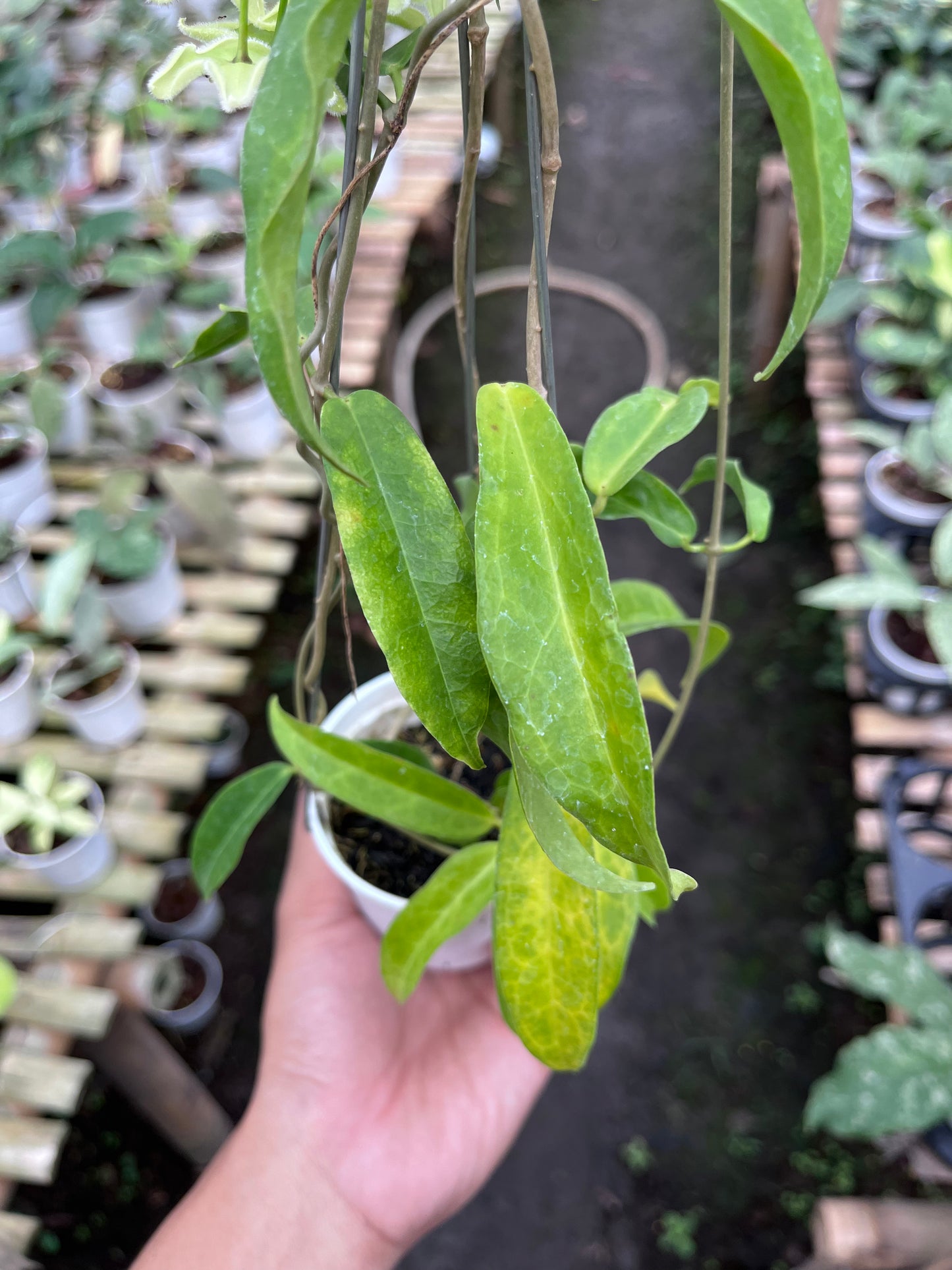 Hoya Chlorantha