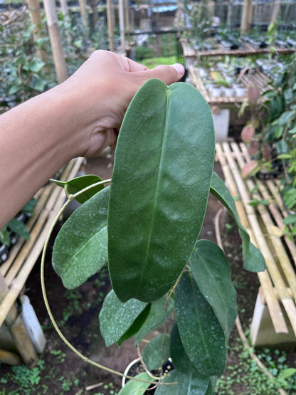 Hoya Onychoides