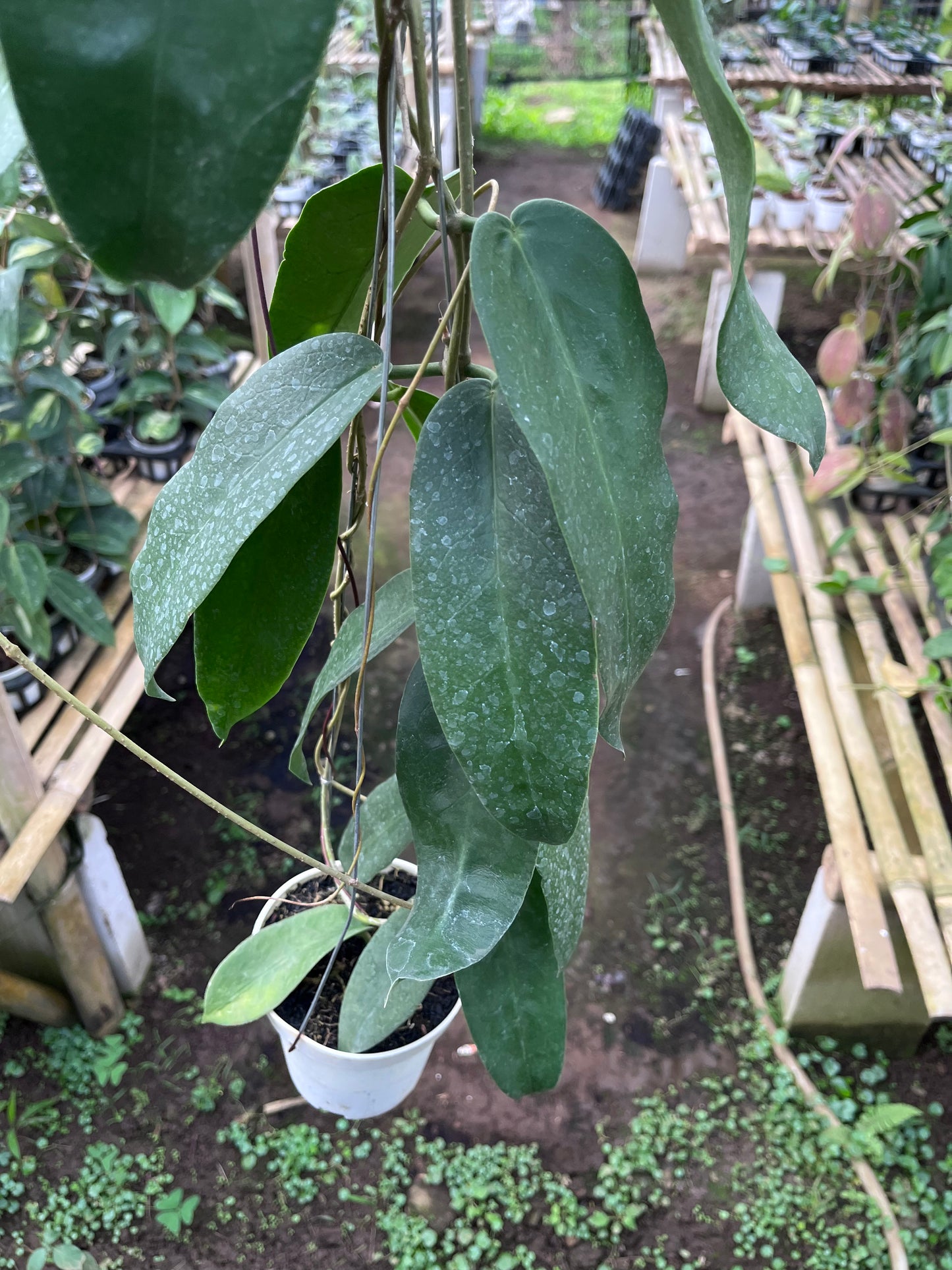Hoya Onychoides