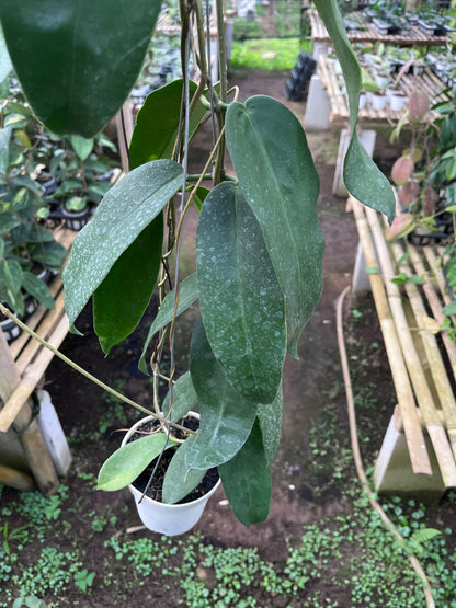 Hoya Onychoides