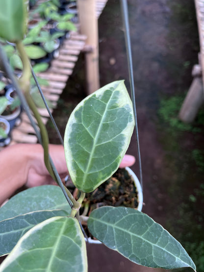Hoya Tanggamush Albo