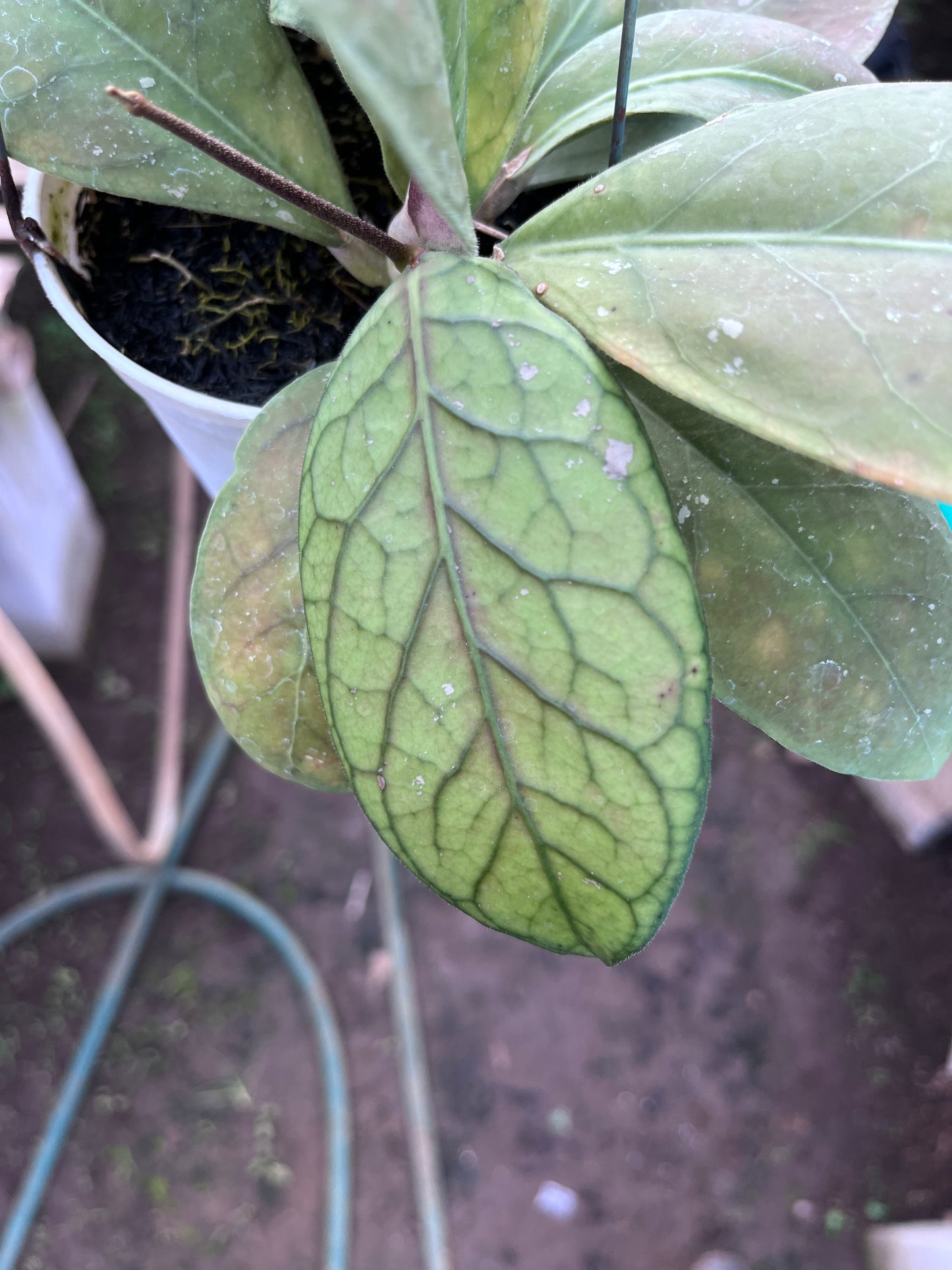 Hoya Talang Ogan