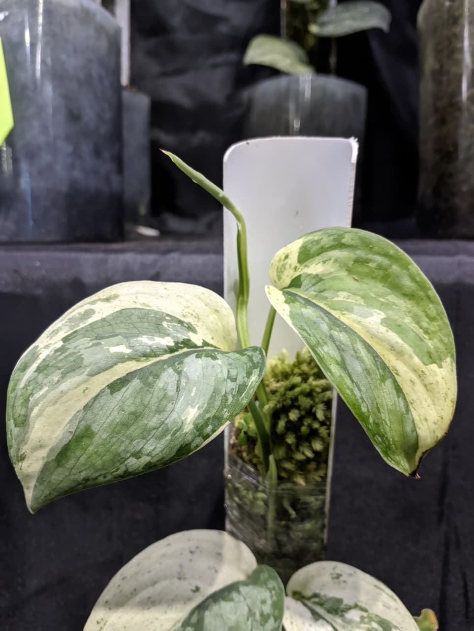 Scindapsus Kencana