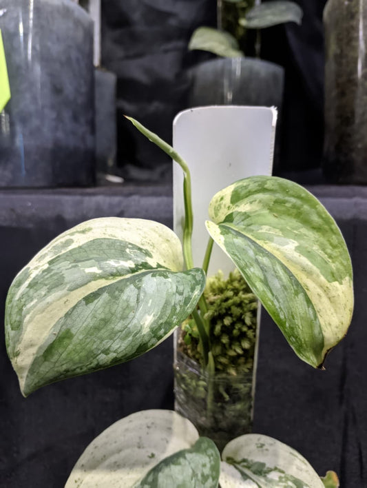 Scindapsus Kencana