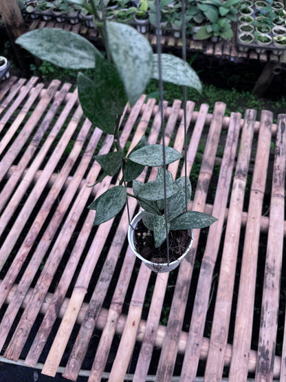 Hoya Lacunosa Silver Lime