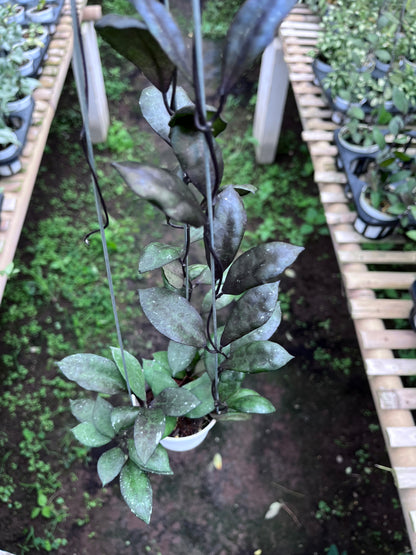 Hoya Lacunosa Black Coin