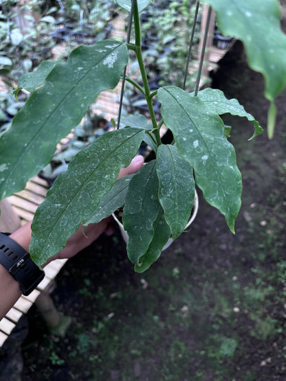 Hoya Lockii Sp Papua