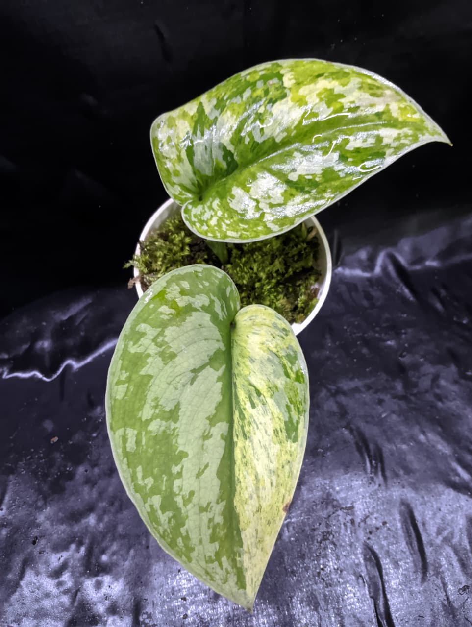 Scindapsus Macaro