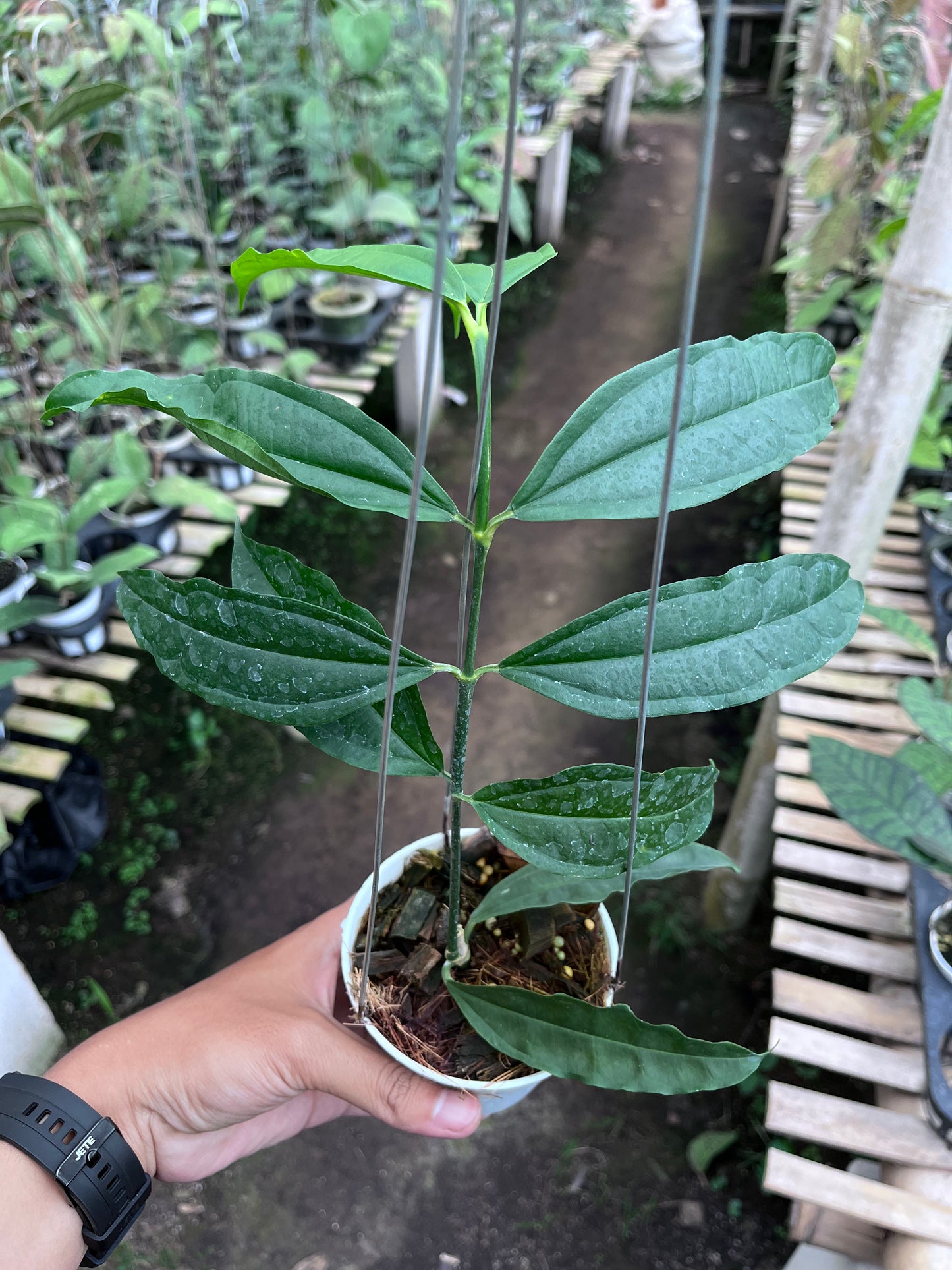 Hoya Medinillifolia