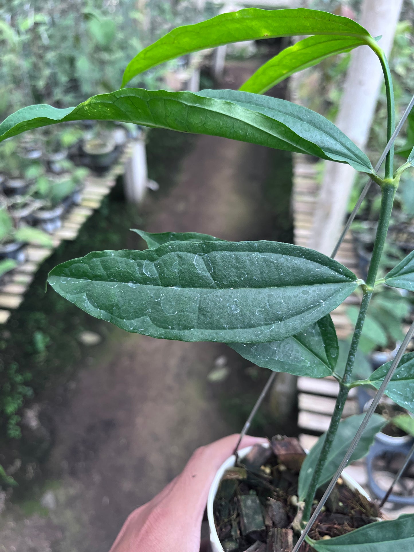 Hoya Medinillifolia