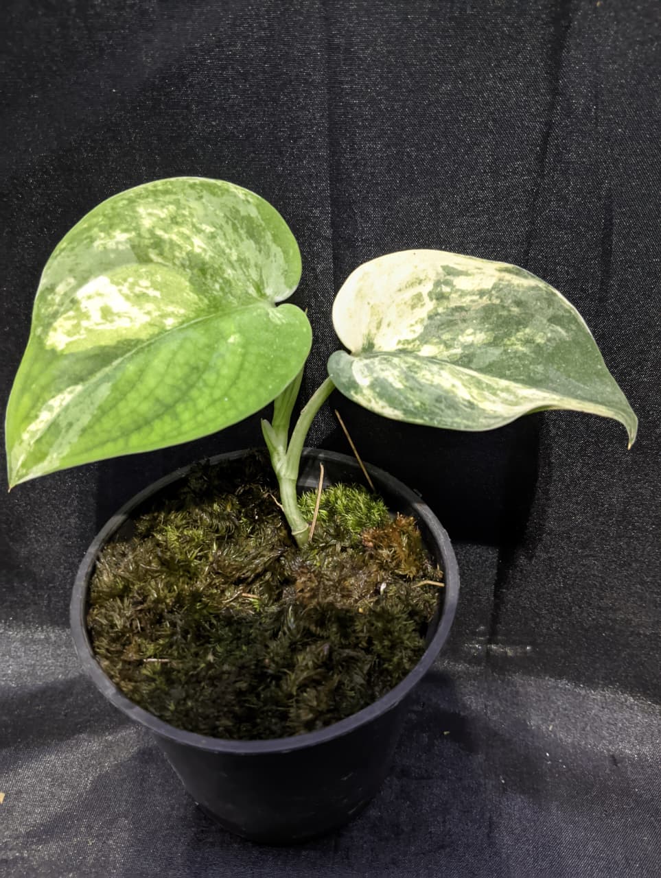 Scindapsus Mengurai