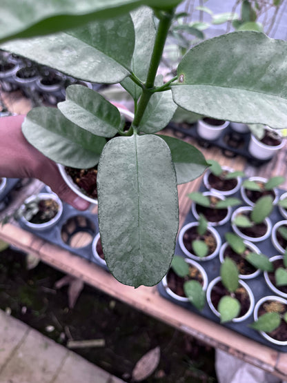 Hoya Multiflora Wonderphil