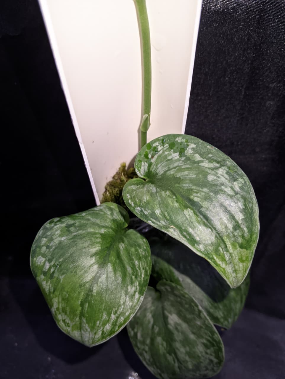 Scindapsus Niscala