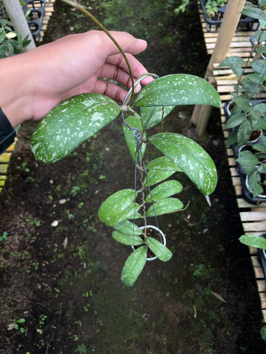 Hoya Sp North Sumatra