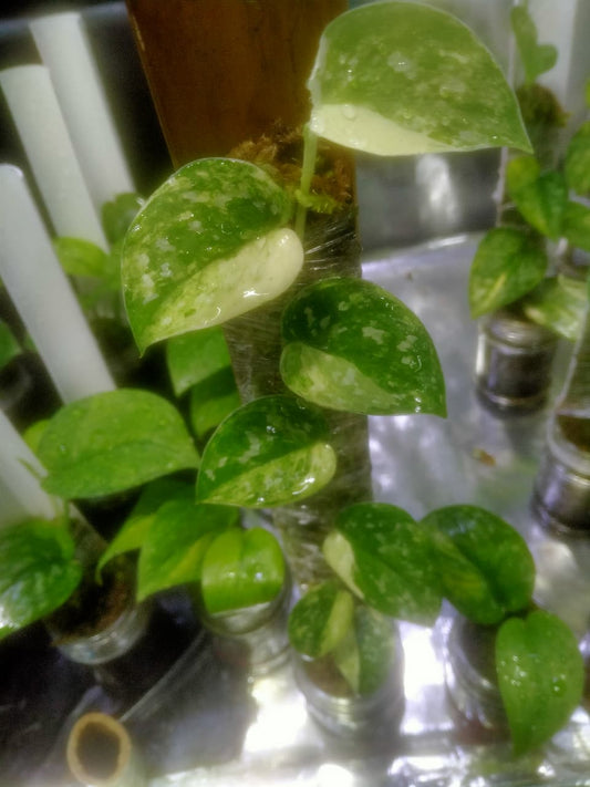 Scindapsus Permata