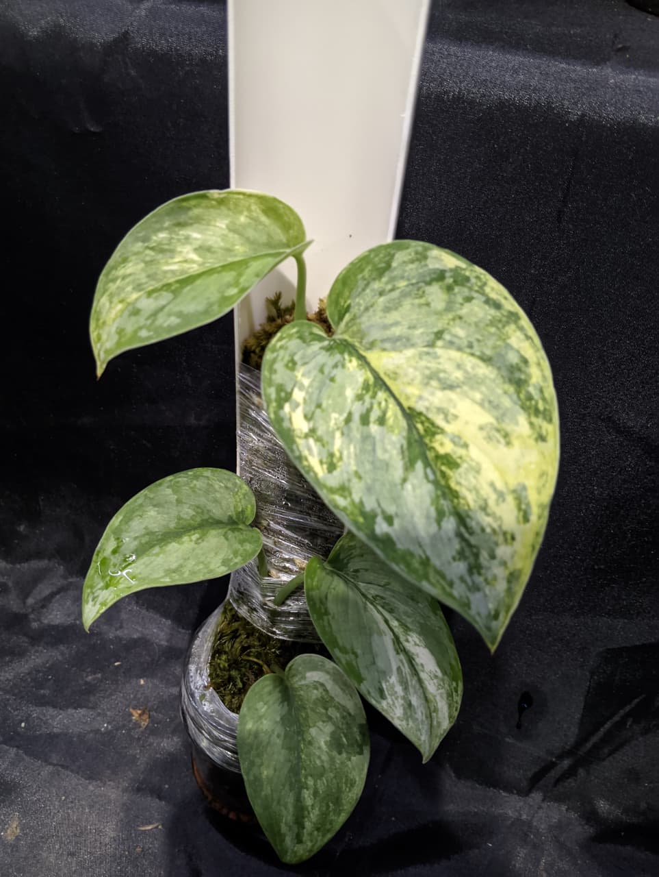 Scindapsus Prabu