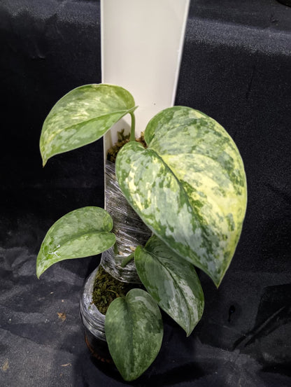 Scindapsus Prabu