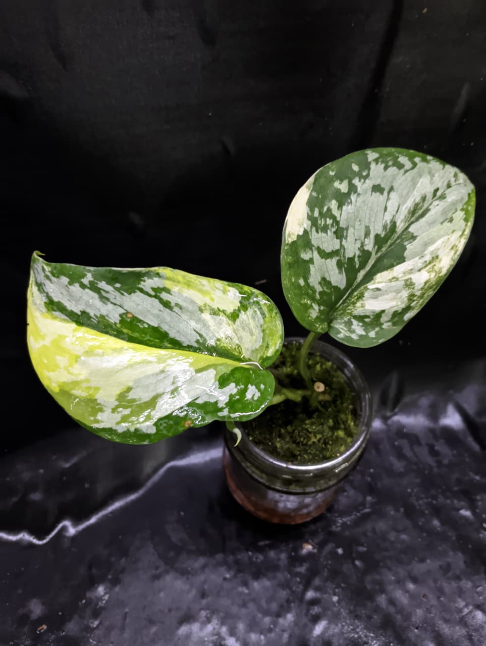 Scindapsus Prabu