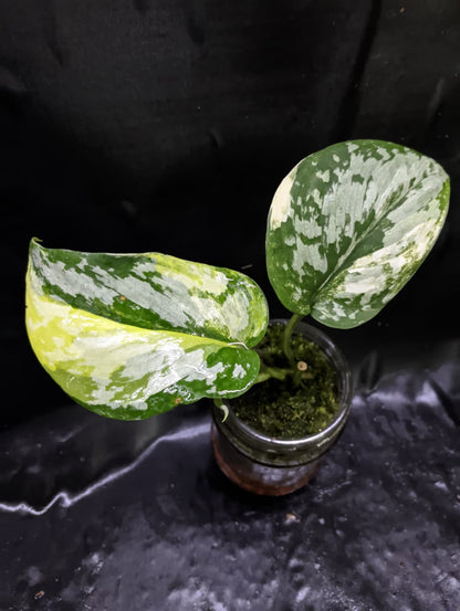 Scindapsus Prabu