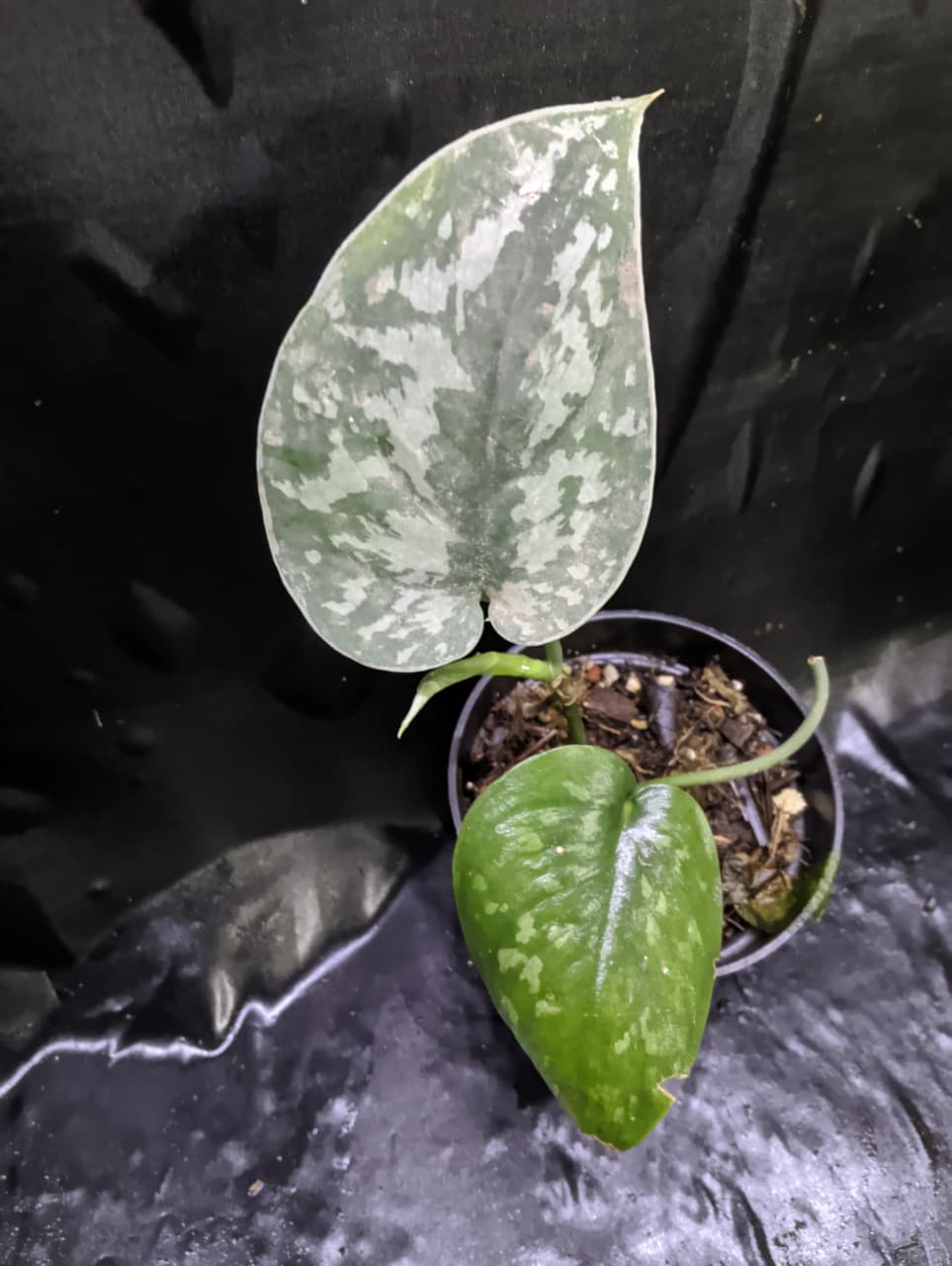 Scindapsus Sarawak